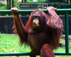 The Schmutzer Primate Centre is also a part of the The Schmutzer Primate Centre is also a part of the zoo but is managed and funded by a private organization. It displays gorillas, orangutans, and chim